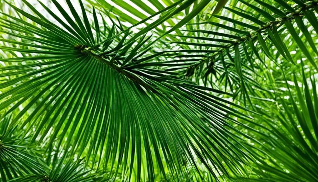 saw palmetto